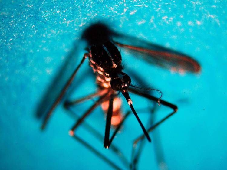 Zanzara e virus West Nile in Italia - Fotogramma /Ipa