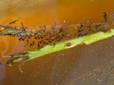 Larve di zanzara Culex