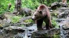 Un orso - Ipa/Fotogramma