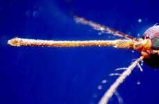 Zanzara portatrice di West Nile - Fotogramma /Ipa