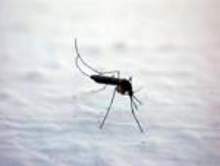 Dengue, Chikungunya, West Nile: le differenze tra infezioni 'da zanzara'