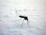 Dengue, Chikungunya, West Nile: le differenze tra infezioni 'da zanzara'