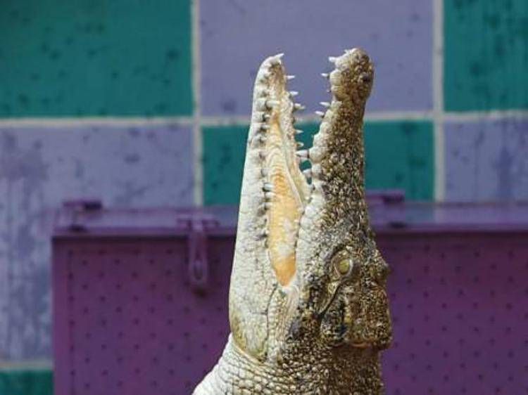 Svelato il mistero del coccodrillo a Ladispoli, il sindaco: "Era un giocattolo, denuncia per procurato allarme"