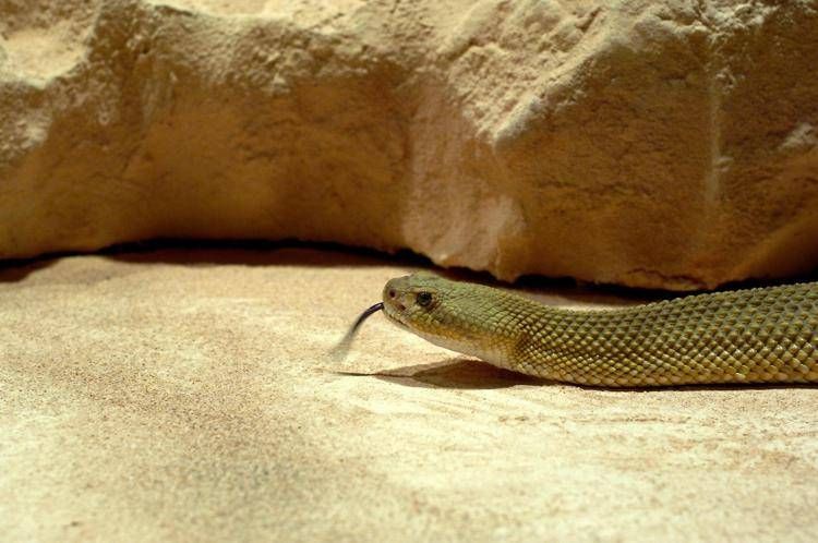 Un serpente (Fotogramma/Ipa)