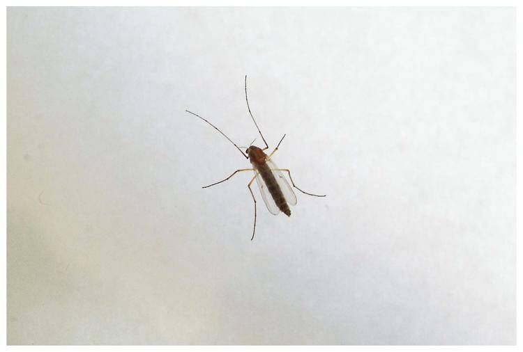 West Nile, saliti a 9 i morti in Italia. Bassetti: "Non intasare i pronto soccorso"