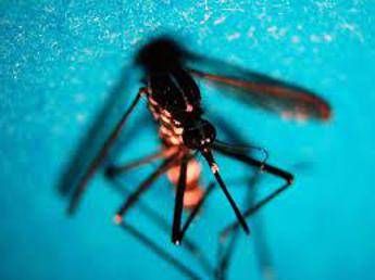 West Nile, Fism: 