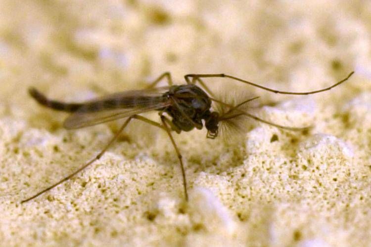 West Nile, Rezza: "In Campania tasso letalità elevato, possibile sottostima dei casi"