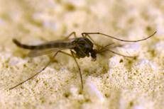 Una zanzara (Fotogramma)