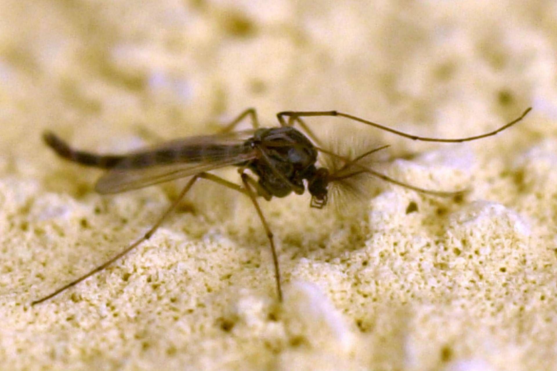 West Nile, Rezza: "In Campania tasso letalità elevato, possibile sottostima dei casi"