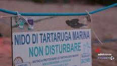 Boom di nidi di tartarughe marine, in azione anche i Tarta Dog