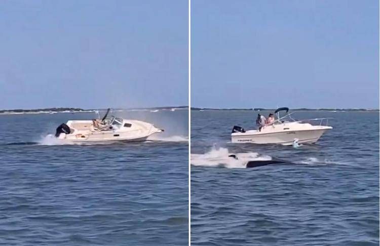 Lo scontro tra balena e barca
