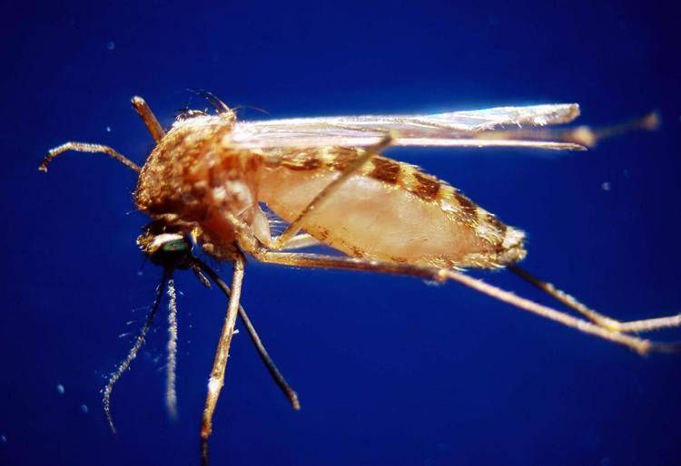 Zanzara al microscopio - Fotogramma /Ipa