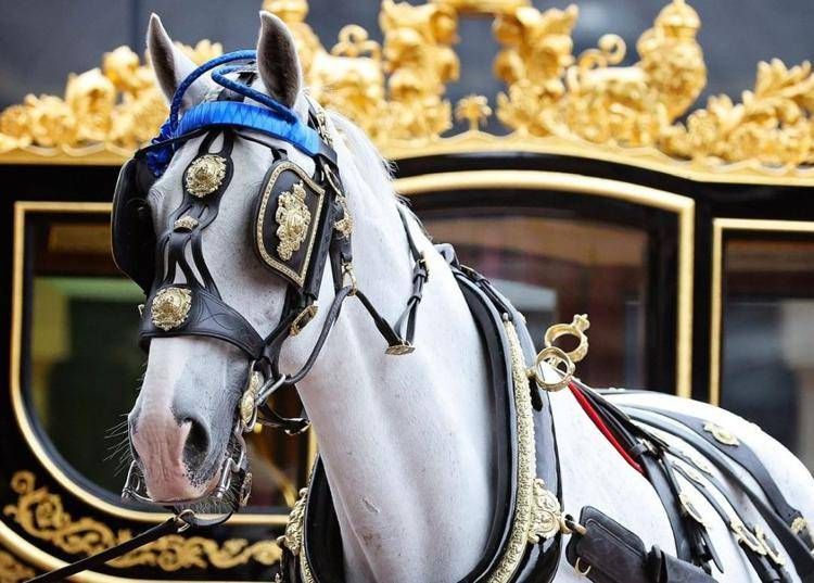 Tyrone, il cavallo amato da Elisabetta II