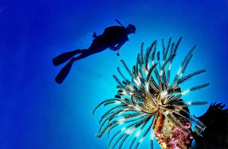 Pesce scorpione su coste italiane: "Pungersi può essere molto doloroso"