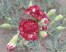 Turismo, un fiore 'divino' con un nome da re: in Rep. Ceca svelata la nuova varietà del garofano di Klatovy