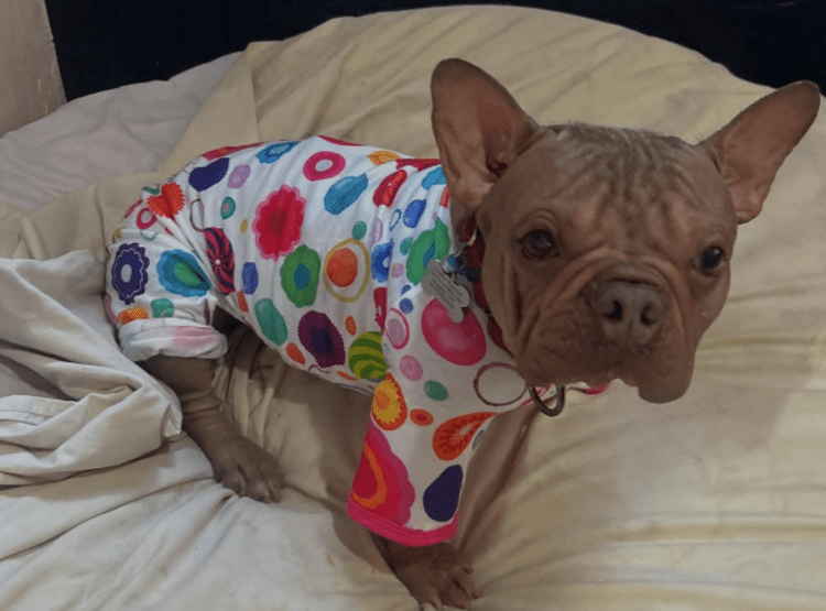 Petunia - Instagram / @life_at_luvabledogrescue