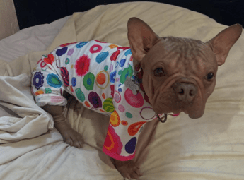 Petunia - Instagram / @life_at_luvabledogrescue