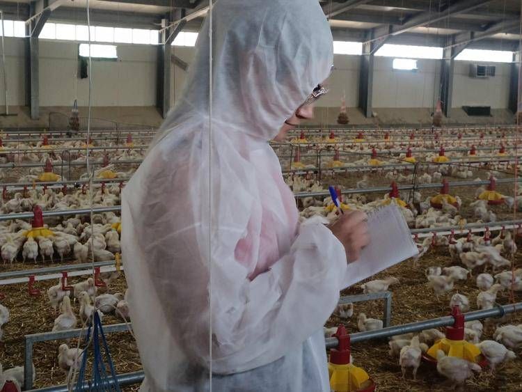 Foto degli allevamenti dove è stata condotta la sperimentazione