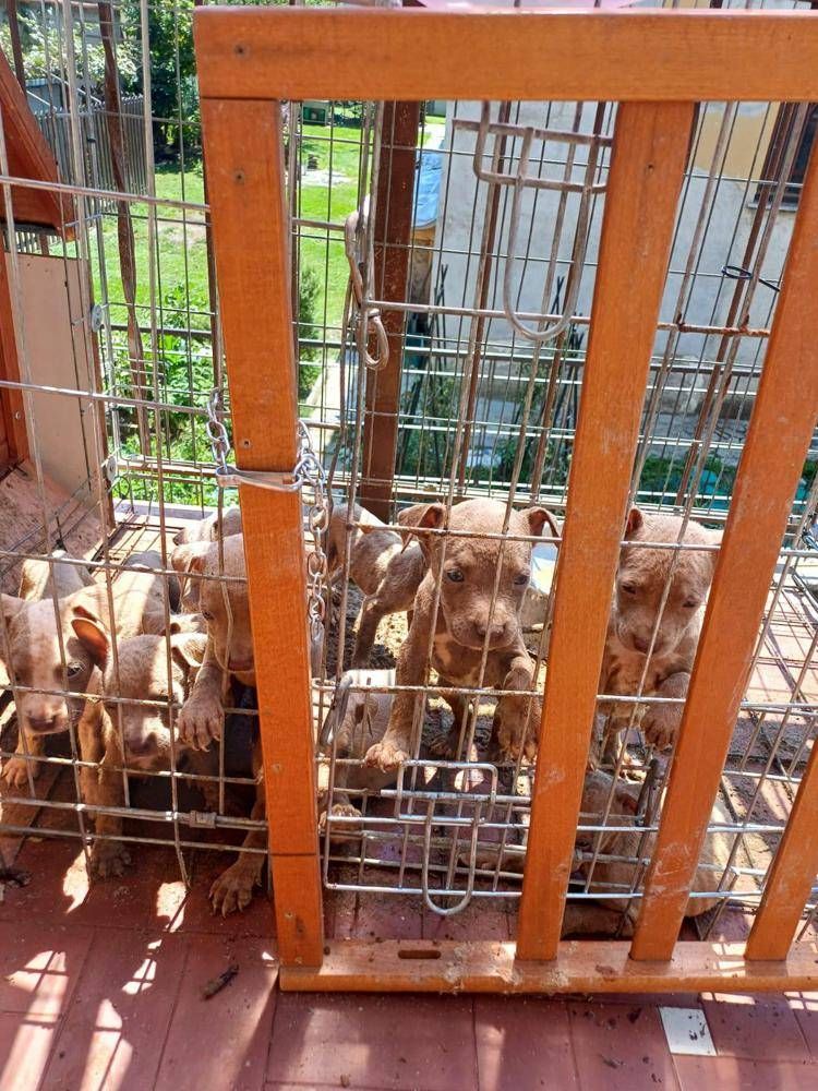 I cuccioli - Ats Brianza