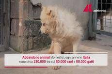 Abbandono di cani e gatti in Italia: i numeri, cosa si rischia