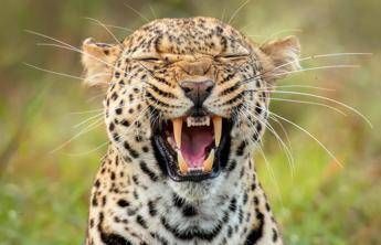 Dalle zebre di Orbán ai leopardi per Trump: leader mondiali e bizzarri zoo priva