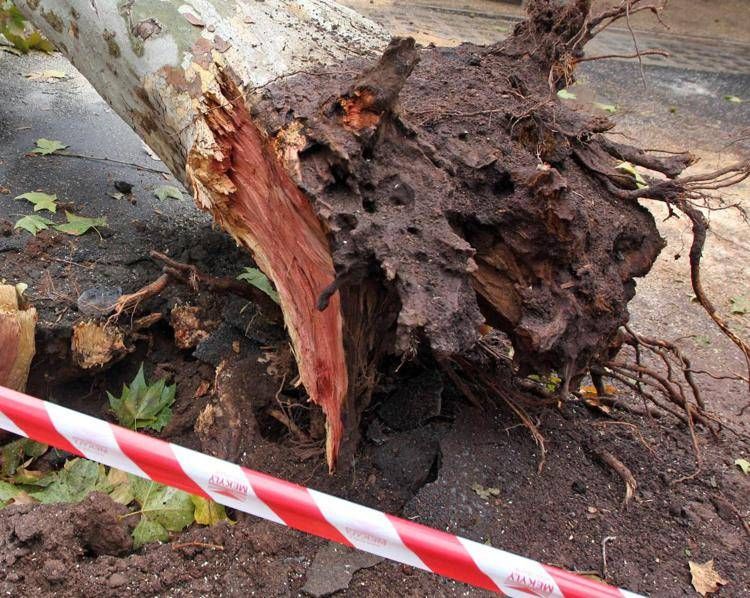 Albero cade su auto nel Materano, morto un ragazzo