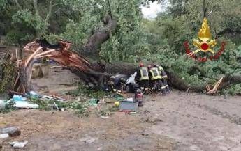 L'albero caduto sull'auto a Ferrandina nel Materano, foto dei vigili del fuoco