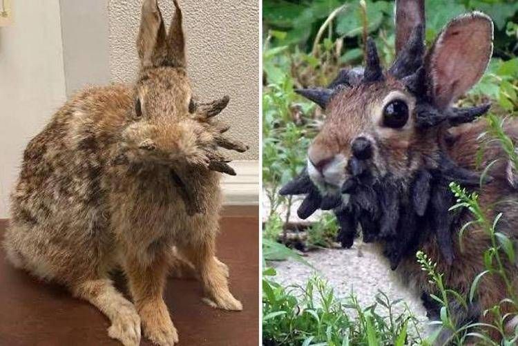 Avvistati conigli 'Frankenstein': cos’è il virus che ha colpito i roditori in Colorado