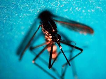 West Nile, altri due morti nel Lazio e 8 nuovi ca