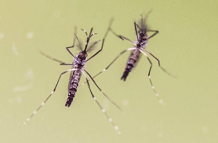 Due zanzare Aedes aegypti (Ipa)