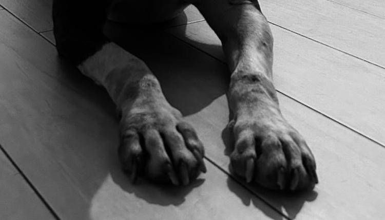 Le zampe di un cane