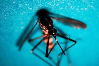 West Nile, primo caso autoctono in Toscana: febbre, malessere ed eruzione cutan