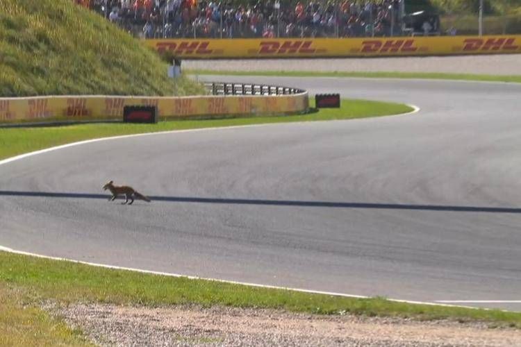 La volpe a Zandvoort - X