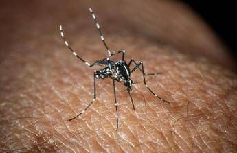 West Nile, 13esimo caso a Oristano. Bassetti: "Non è finita, zanzare fino a novembre"