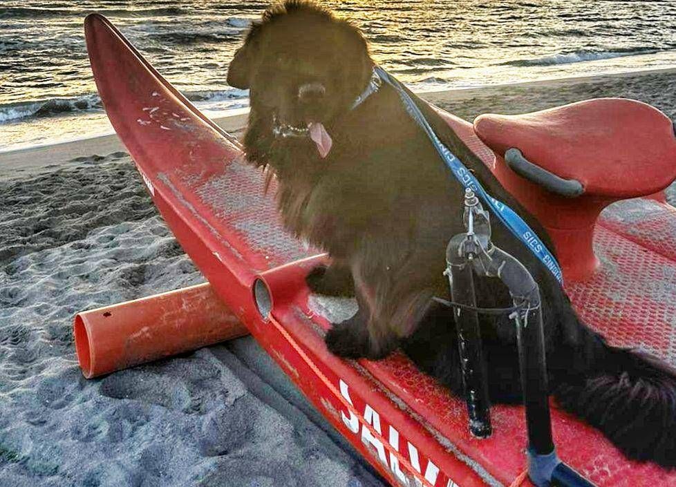 Sics, Bagnino Köpekleri sayesinde Deniz Beyanı ve Göllerde Düzinelerce Tasarruf