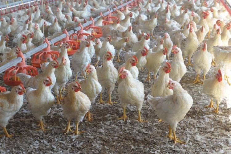 Ue-Mercosur, industriali delle carni divisi su accordo tra allarmi e opportunità