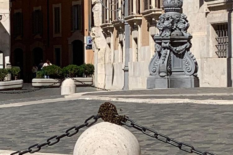 Sciame d'api a Montecitorio, transennato pilone all'ingresso