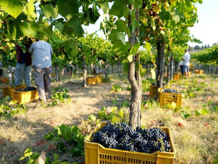 Vendemmia, annata ottima e ricca, sale produzione a 47,4 mln ettolitri, +8%