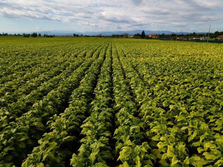 Tabacco, Giglio Vigna (Lega): 