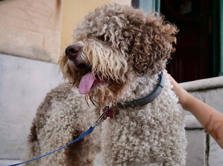Un cane - Ipa