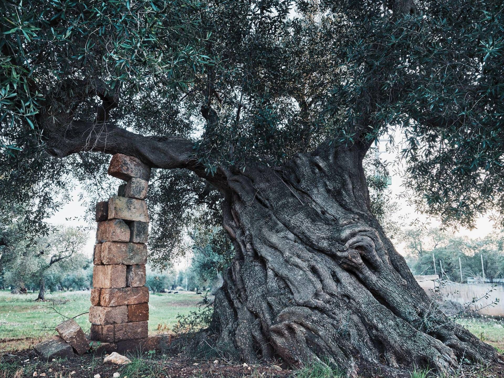 Uli Weber, 'il mezzogiorno' kitabında Güney İtalya'ya bir haraç