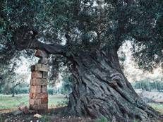 Uli Weber, nel libro 'Il mezzogiorno' un omaggio al Sud Italia