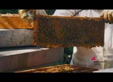 Salute,  'Apicoltura e sanità pubblica': workshop su Animal health e sistema I&R