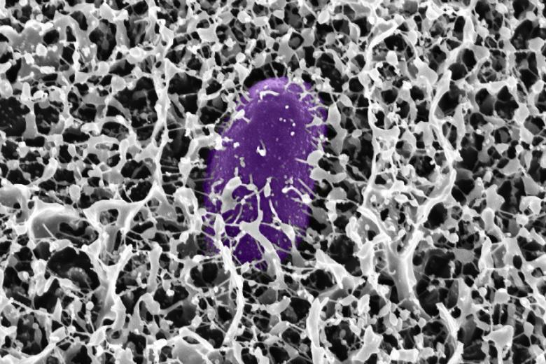 Muko, Salmonella enfeksiyonunu engelleyen moleküller içerir