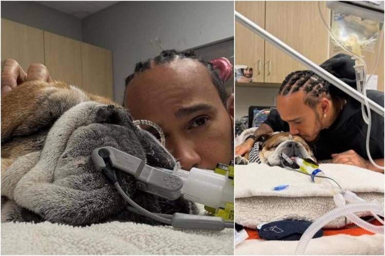 hamilton_cane_ig image Hamilton e il cane Roscoe - Instagram