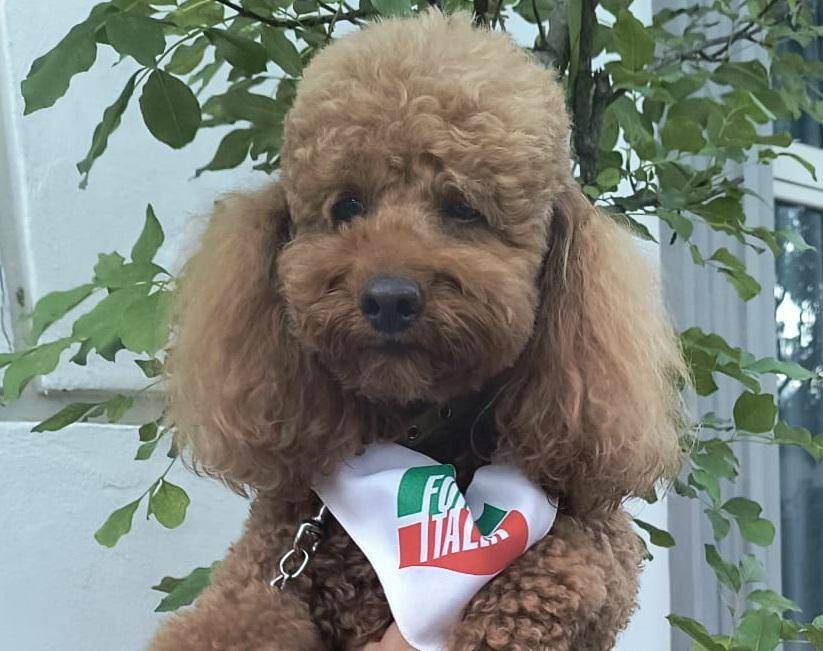 Forza Italia maskotunun eksileri