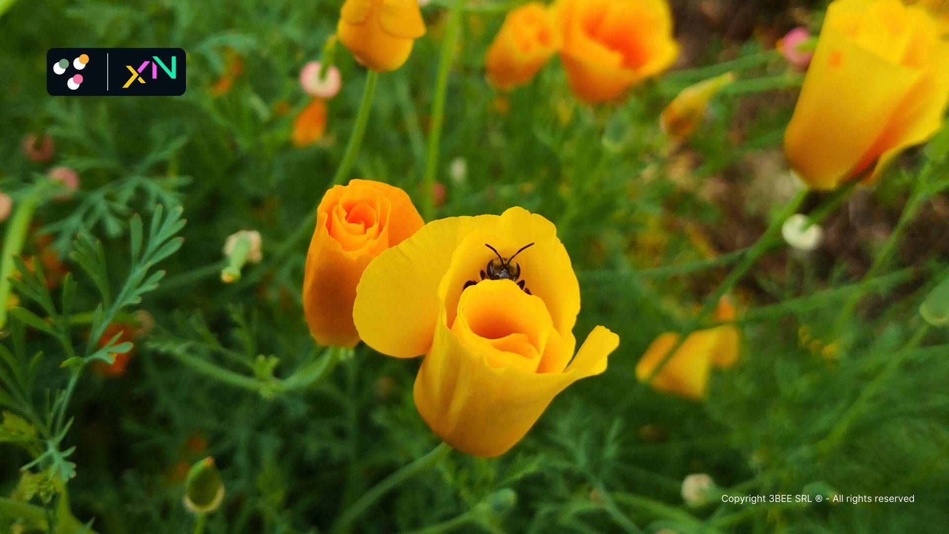 pr gm habitat 2025 3bee foto 3 