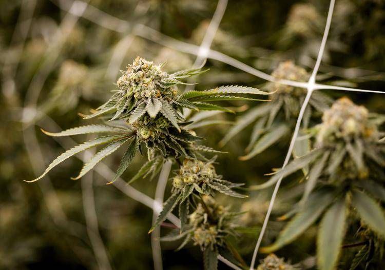cannabis_fg_3009 image Una pianta di cannabis