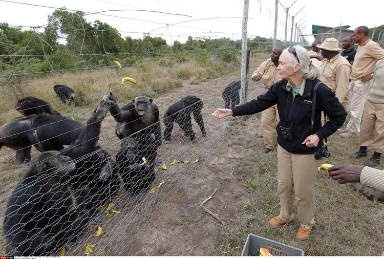 Jane Goodall