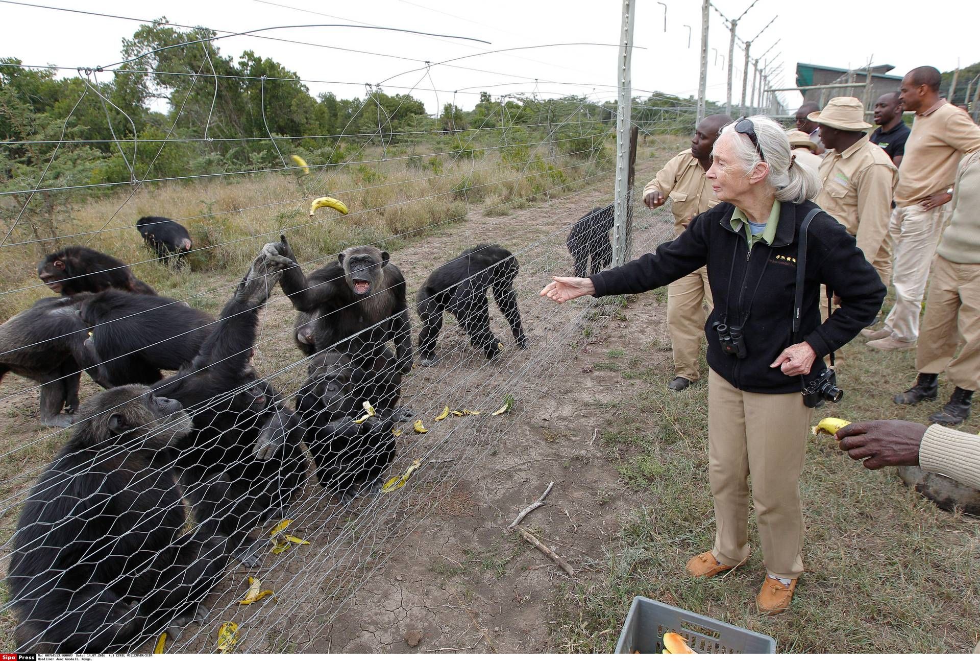 Jane Goodall öldü, şempanzelerle konuşan kadın 91 yaşındaydı